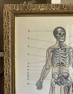 'The Skeletal System'