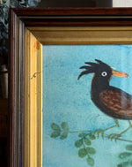 'Feather Crested Blackbird on a Branch'