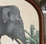'Indian Elephant'