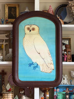 'Snow Owl'