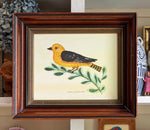 'American Goldfinch’