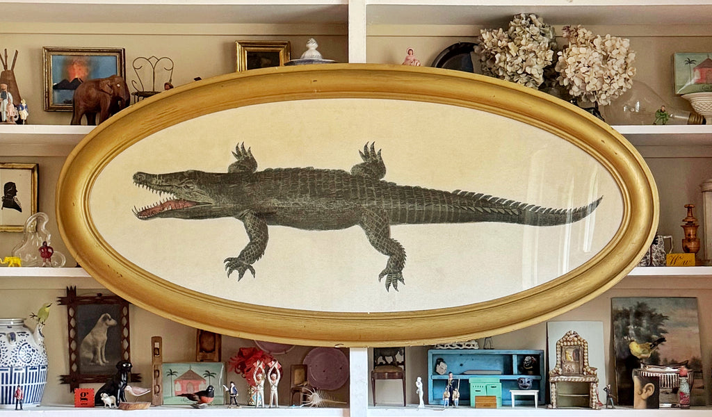 ‘Gator' in antique oval frame