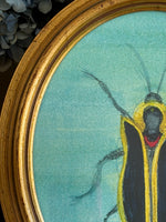 ‘Yellow Striped Black Beetle’