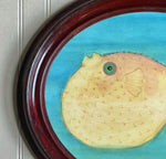 'Blush Blow Fish'