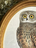 'Owls'