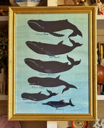 'Five Whales and a Porpoise’