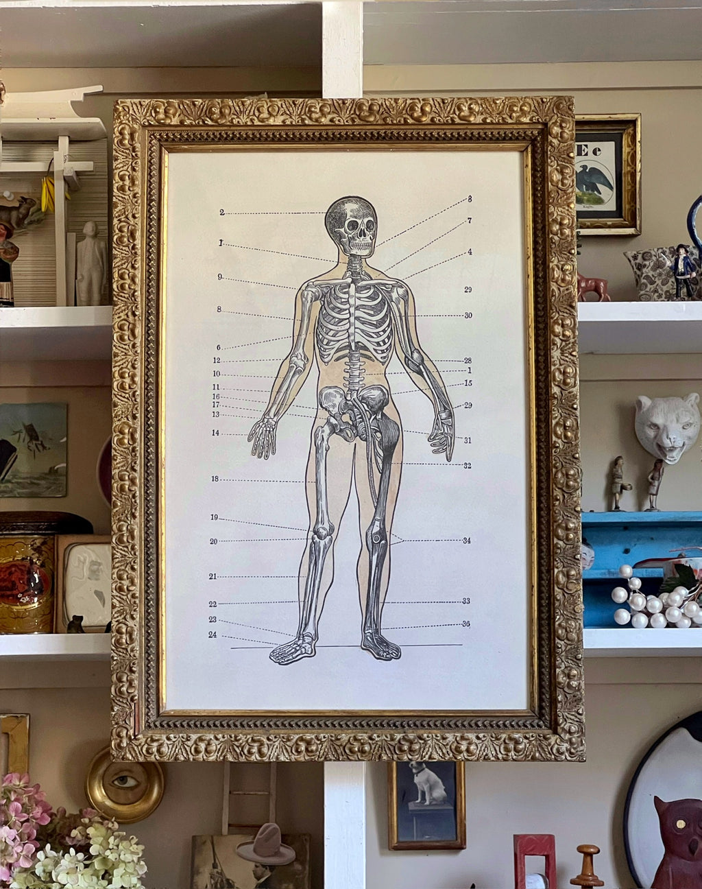 'The Skeletal System'