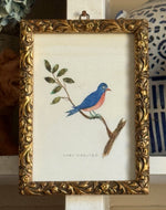 'Red Breasted Bluebird'