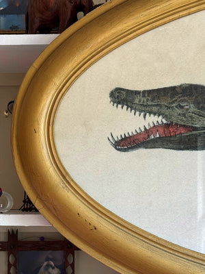 ‘Gator' in antique oval frame