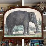 'Indian Elephant'