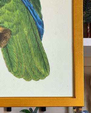 'Green Parrots’ -per piece