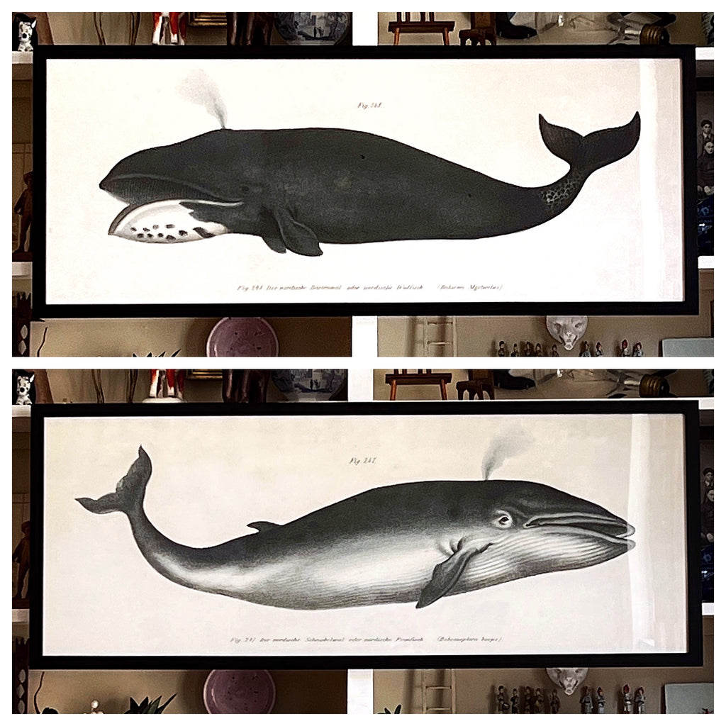 'Whales’ -per piece