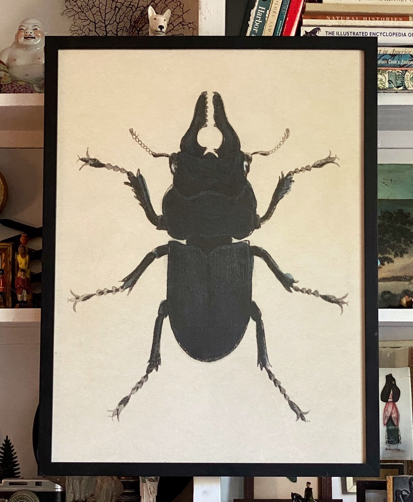 'Stag Beetle'