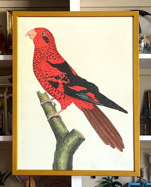 'Red Lories’ -per piece