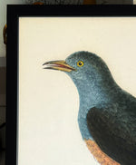 'Cuckoo Birds’ -per piece